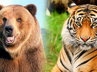 Кто сильней тигр медведь или лев
