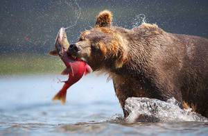 Еда для медведя