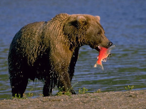 Что ест медведь