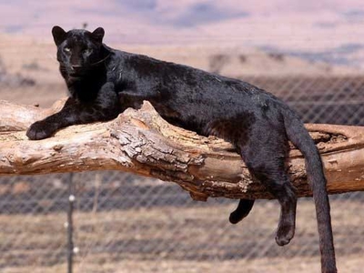 Жизнь черной пантеры в дикой природе