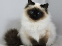 Гималайская кошка: описание характера