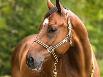 Что такое уздечка для лошади