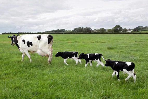 Как много молока корова может дать
