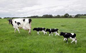 Как много молока корова может дать
