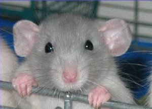 Сколько живет крыса в домашних условиях