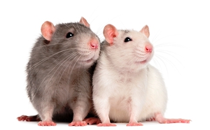 Уход за крысами дома - правильное питание