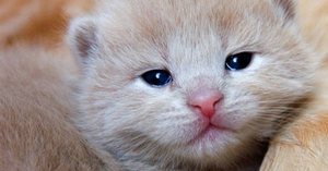 Повышенное слезоотделение у котят и взрослых кошек