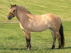Порода лошадей норвежская фьордская
