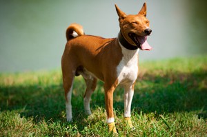 Порода собак Басенджи - особенности и уход