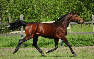 Голштинская порода лошадей: описание внешнего вида
