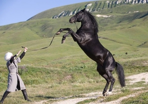 Карачаевская лошадь: характер 