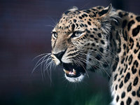 Дальневосточный леопард – что это за животное