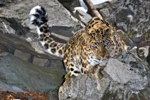 Дальневосточный леопард – особенности внешнего вида
