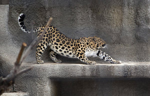 Дальневосточный леопард Мизер живет в неволе