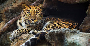 Дальневосточный леопард – размножение и воспитание потомства