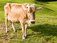 Характеристика Швицких коров