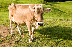 Характеристика Швицких коров