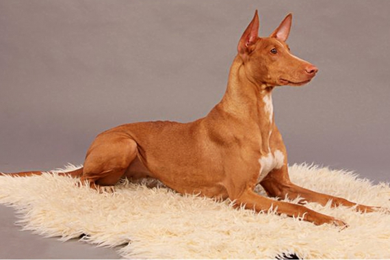 Фараонова собака - особенности животного