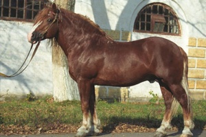 Русская тяжеловозная – порода самых больших лошадей