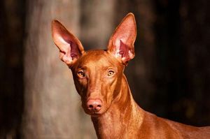 Фараонова собака - описание породы