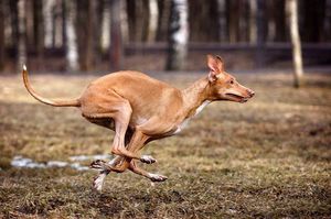 Фараонова собака на прогулке - удивительные животные