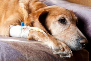 Почему возникает панкреатит у собак