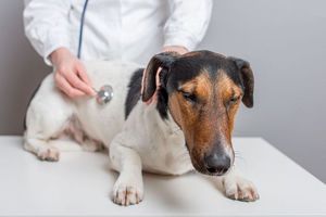Диагностика панкреатита и лечение собак