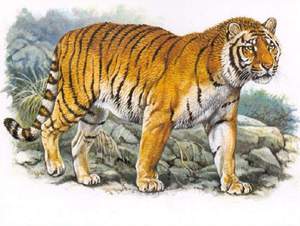 Описание внешности туранского тигра