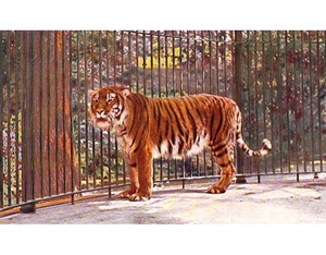 Образ жизни хищника туранского тигра