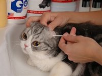 Как чистить уши коту в домашних условиях