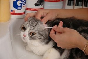 Как чистить уши коту в домашних условиях