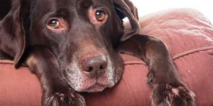 Заболевания собак - диагностика микоплазмоза