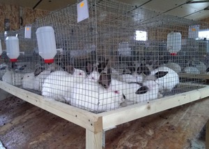 Мини-фермы для разведения кроликов