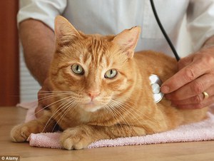 Кошка в клинике у ветеринара