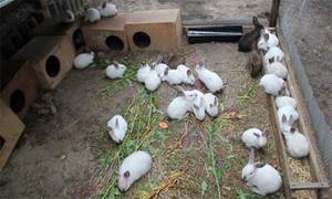 Содержание кроликов в клетках 