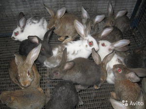 Серые кролики в клетке 