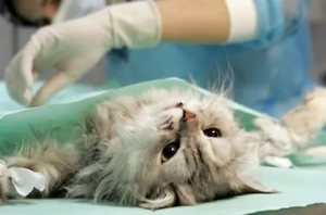 Стерилизация кошки в клинике