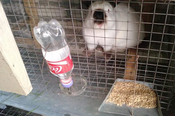 Поилка для кроликов в клетке