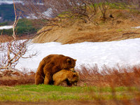 Медведь Гризли или ; питание и размножение