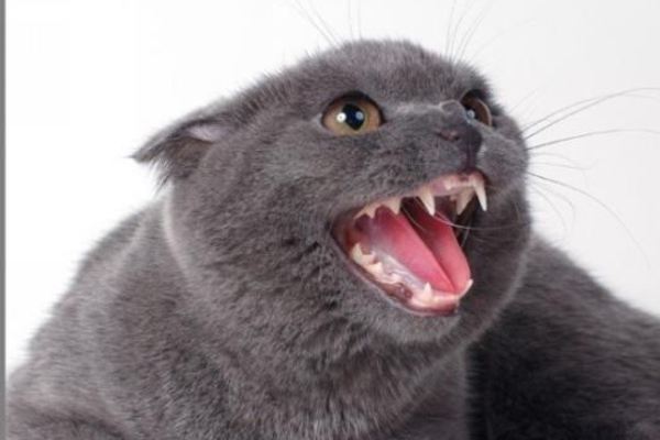 Зубы у кошки - сколько их должно быть