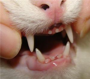 Кошачьи зубы - изучаем состояние клыков
