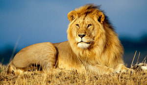 Африканский лев - фото животного
