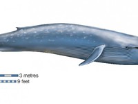 Синий кит считается самым большим животным