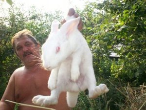 Какие есть породы кроликов
