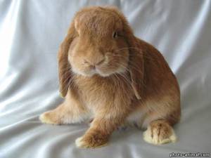 Кролик вислоухий баран: характеристика породы