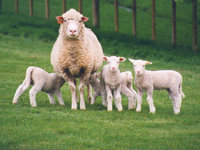 Советы по разведению овец