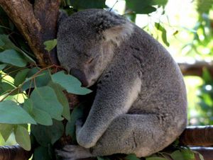 Места обитания коал