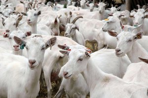 Молочные породы коз-содержание и уход