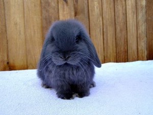 Кролик серо-голубого цвета
