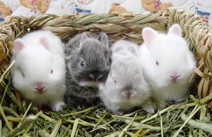 Советы по отсаживанию крольчат